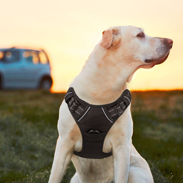 Choosing the Right Harness for Your Dog