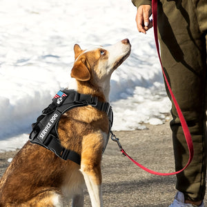 LUMINOUS TRAILBLAZER™ Harness