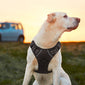 Everyday Dog Harness